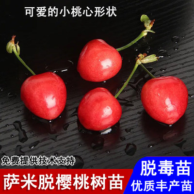 嫁接萨米脱大樱桃树苗耐寒砂蜜豆车厘子苗盆栽庭院南北方当年结果