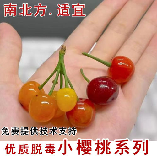 樱桃树苖嫁接中华土樱桃苗老品种酸甜小樱桃树苗庭院种植当年结果