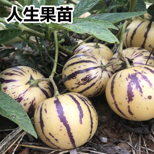 可食用大果人参果苗小番茄圆果人生果盆苗南北方地栽盆栽果树苗