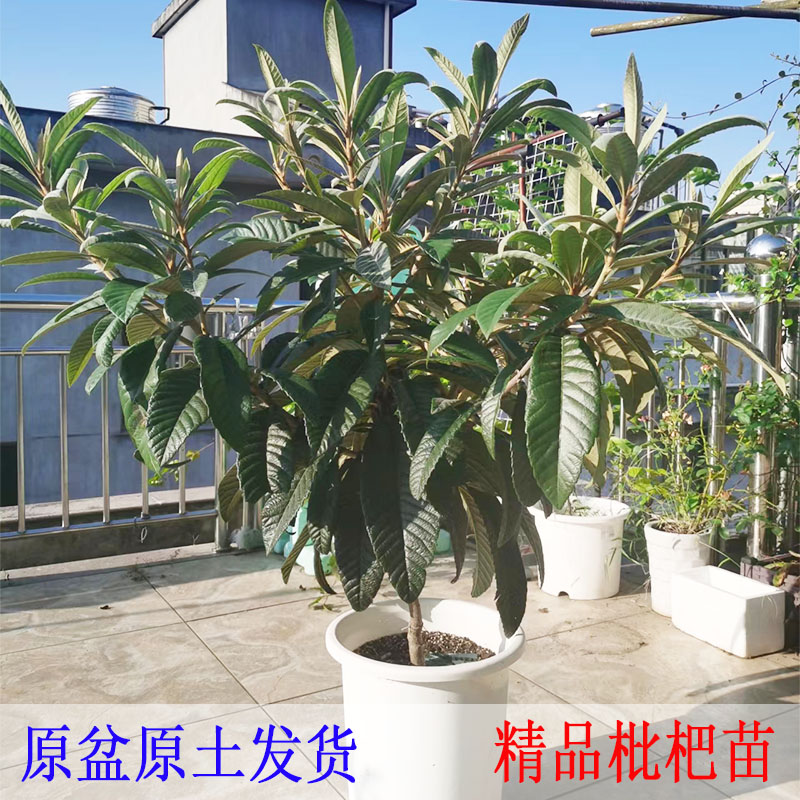 原盆原土白枇杷树果苗大果无籽枇杷苗树白玉枇杷苗耐寒庭院果树苗图片
