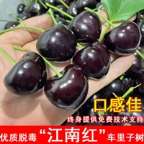 嫁接江南红车厘子树苗特大脆甜樱桃苗盆栽地栽南方北方种当年结果