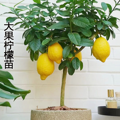 可食用正宗广东四季香水柠檬树苗矮化棒棒糖柠檬树小青柠檬树苗