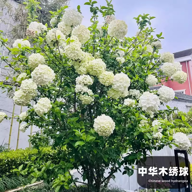 中华木本绣球树苗大花斗球白麻球庭院别墅耐寒盆栽绣球独杆棒棒糖图片