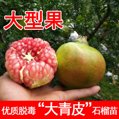 大青皮石榴树苗特大耐寒铁皮甜石榴苗盆栽地载南北方种植当年结果