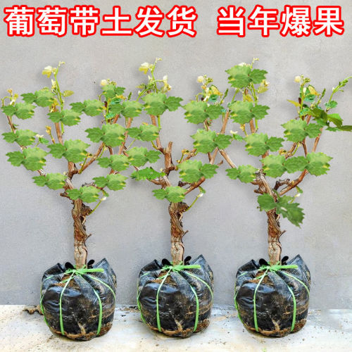 带土葡萄树苗巨峰阳光玫瑰葡萄苗庭院阳台盆栽地栽南北方当年结果