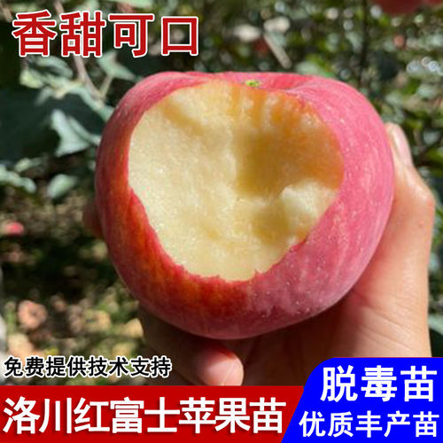 陕西洛川红富士苹果树果苗脆甜冰糖心苹果苗盆栽庭院种植当年结果