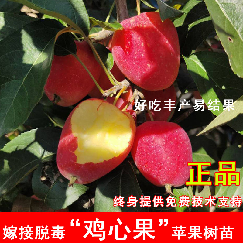 嫁接鸡心果小苹果树苗耐寒沙果海棠苹果苗盆地栽庭院北南方果树苗图片