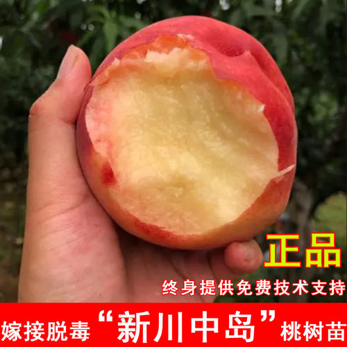 嫁接新川中岛桃树苗7月成熟水蜜桃苗盆地栽北方南方种植当年结果