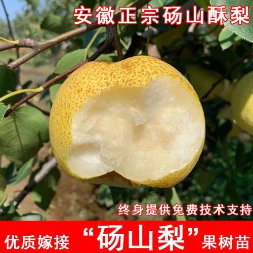 安徽砀山梨苗特大脆甜正宗酥梨果苗盆栽地栽南方北方庭院当年结果