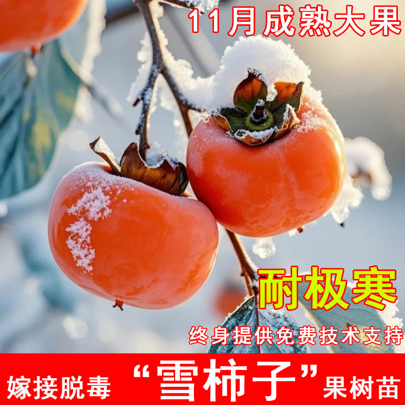 雪柿子树苗东北耐寒无核甜柿子苗南北方庭院盆栽地栽种植当年结果图片