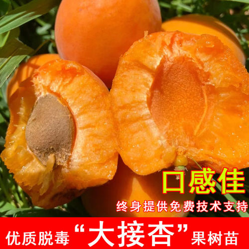 嫁接大接杏树苗早熟兰州甜杏子苗耐寒北方南方种植当年结果果树苗