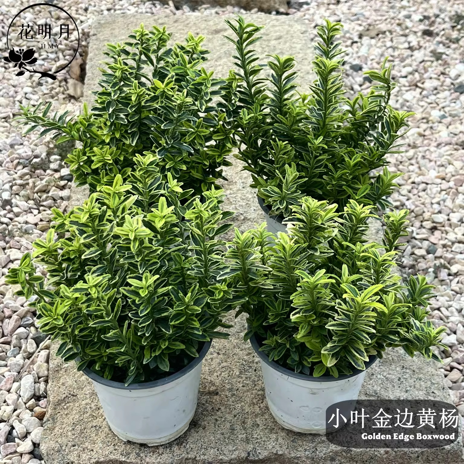 小叶金边黄杨盆栽阳台庭院耐热耐寒常绿灌木好养成活绿植花卉新品图片