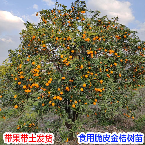 脆皮金桔苗大树地栽四季金桔树盆栽带果年桔可食用客厅室内果树苗