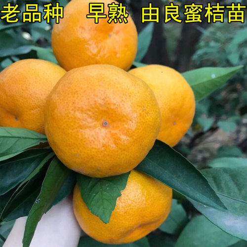 老品种蜜桔苗蜜橘树苗大树带土橘子树早熟无籽桔子当年结果