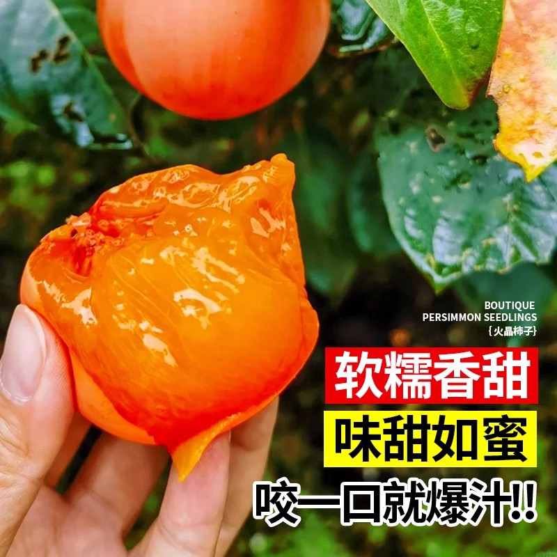 柿子树苗嫁接太秋阳丰脆甜柿南北方庭院盆栽种植耐寒特大当年结果图片