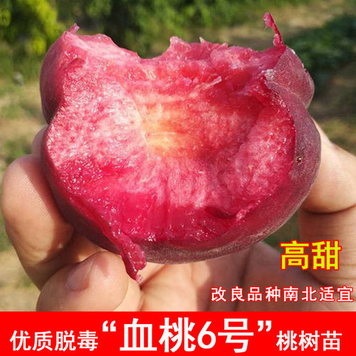 嫁接血桃6号血桃树苗早熟5月成熟鸡血桃果苗北南方盆地栽当年结果