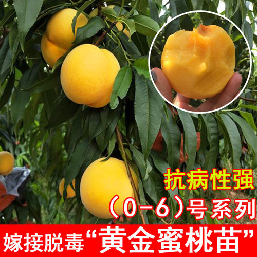 嫁接黄金蜜桃树苗2号4号黄桃水蜜桃苗北南方庭院种盆地栽果树果苗