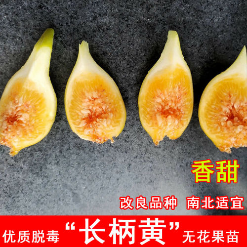 长柄黄无花果树苗特大新疆早黄无花果苗盆地栽北南方种植当年结果