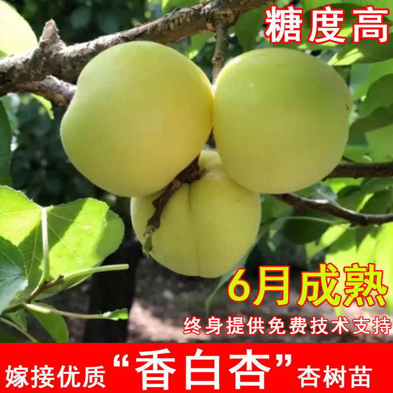 嫁接香白杏树苗河北大香杏大白杏苗耐寒北方南方庭院种植当年结果