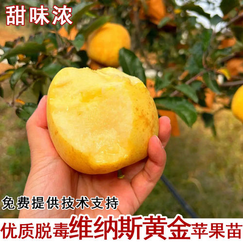嫁接维纳斯黄金苹果苗矮化苹果树苗耐寒北方南方庭院种植当年结果