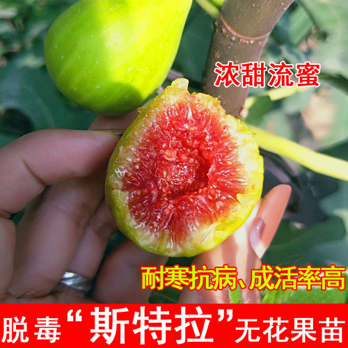 斯特拉无花果树苗特大糖心无花果苗耐寒南方北方盆栽地载当年结果