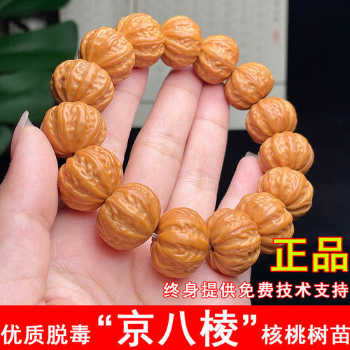 京八棱文玩核桃树苗猴头南瓜桩磨盘小核桃苗南方北方种植当年结果