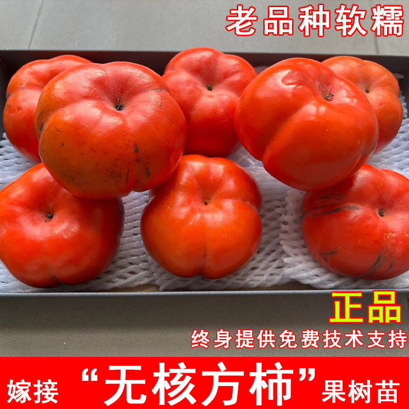嫁接无核方柿树苗老品种软糯梅花