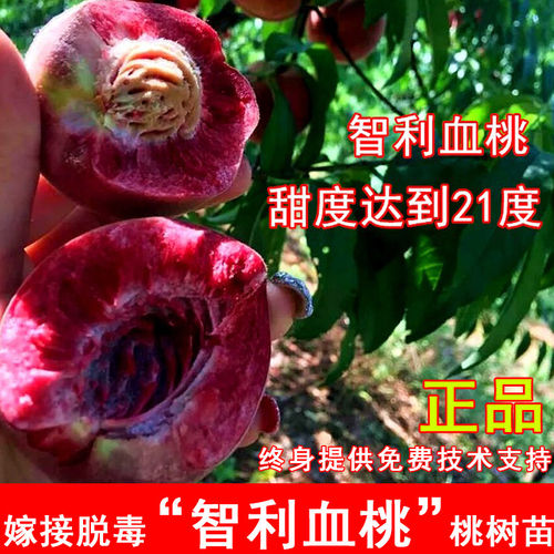 嫁接智利血桃树苗7月成熟红肉紫肉血桃苗北方南方当年结果果树苗