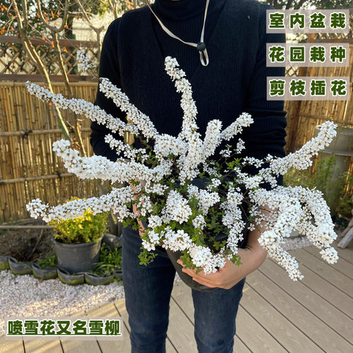 喷雪花苗盆栽雪柳植物花卉粉色喷雪花绣线菊庭院大苗雪柳叶鲜枝条