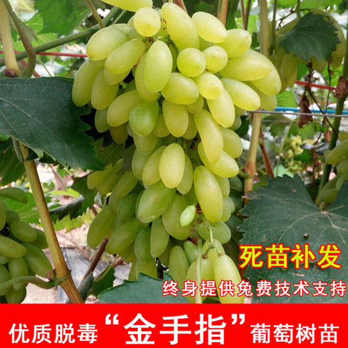 嫁接金手指葡萄树苖无籽爬藤葡萄苗北南方庭院种植当年结果果树苗