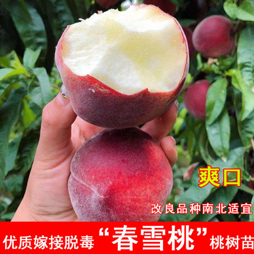 嫁接春雪桃树苗早熟特大5月成熟水蜜桃苗北方南方当年结果果树苗