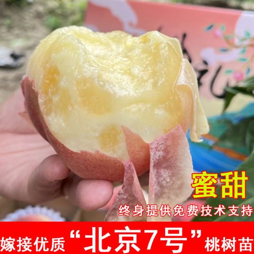 嫁接北京7号桃树苗8月成熟特大平谷七号桃苗南方北方种植当年结果