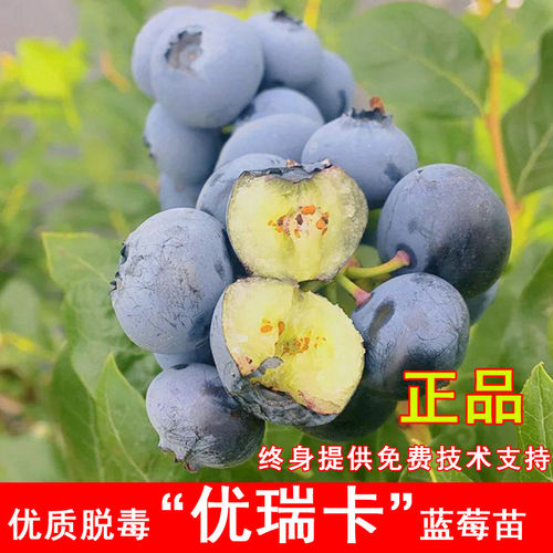 优瑞卡蓝莓树果苗大果蓝莓树苗四季盆栽庭院地栽南方北方当年结果