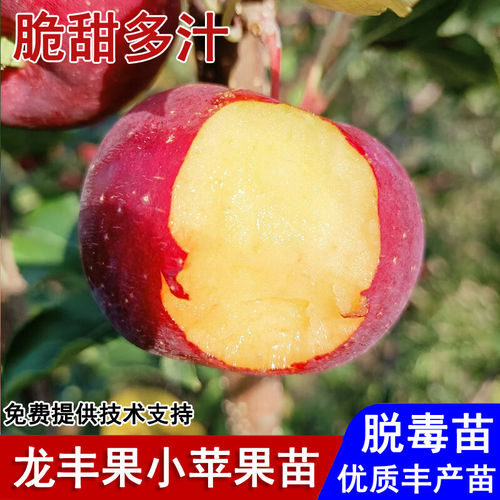 嫁接东北龙丰果小苹果苗脆甜耐寒秋果沙果苹果苗南北方种当年结果
