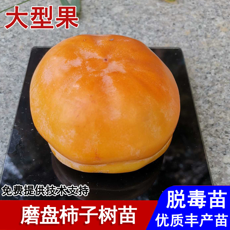 嫁接磨盘柿子树苗特大耐寒软甜柿子苗盆栽庭院南北方种植当年结果图片