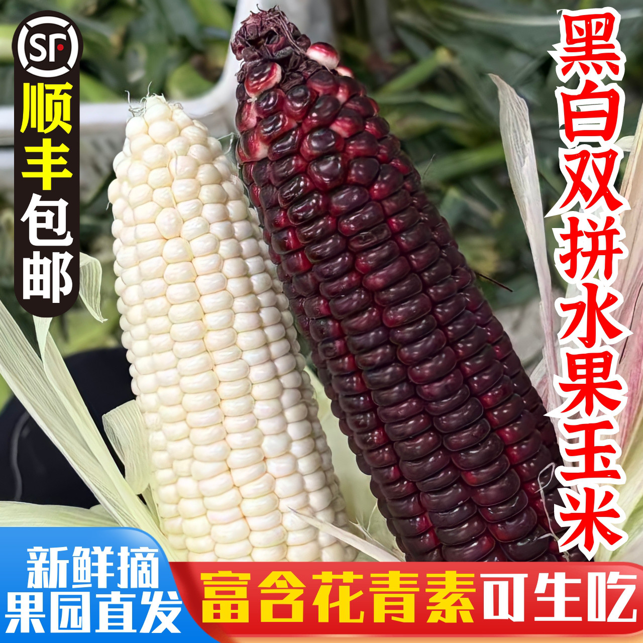 新品种!双拼水果玉米,清甜爆汁