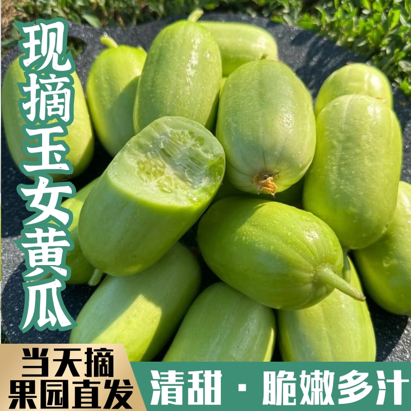 新鲜现摘！玉女黄瓜！脆嫩多汁