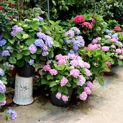 花郡都耐寒四季盆栽基地直销