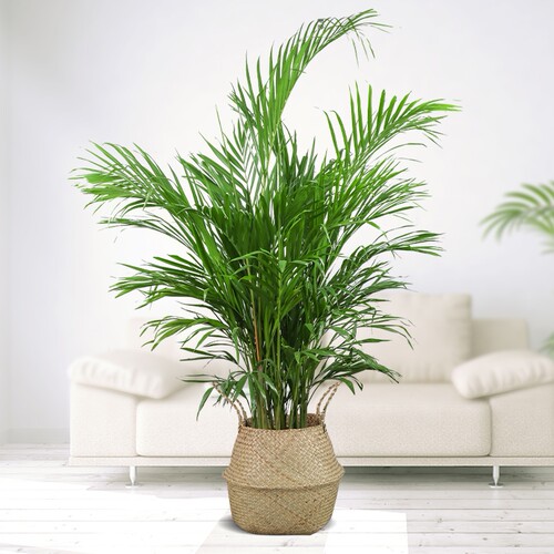 散尾葵植物凤尾竹室内夏威夷竹椰