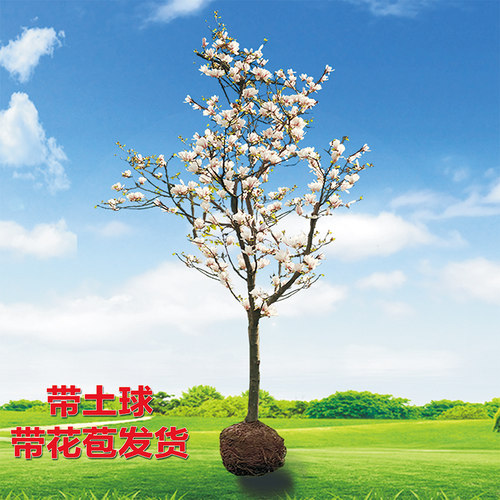 玉兰花树苗花卉盆栽地栽别墅庭院四季花卉