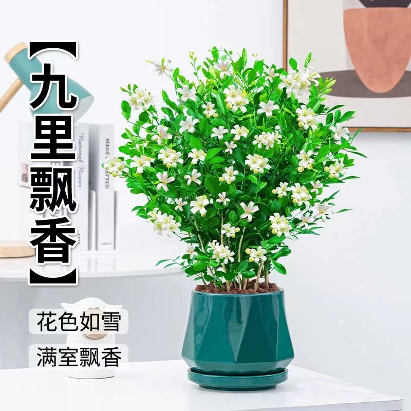 九里香水培植物花卉盆栽室内客厅办公桌面好养百里香驱蚊芳香四季