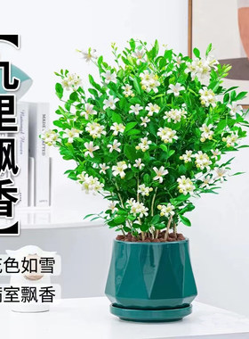 九里香水培植物花卉盆栽室内客厅办公桌面好养百里香驱蚊芳香
