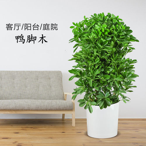 八方来财鸭脚木绿植七叶莲