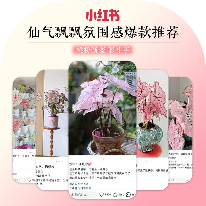 彩叶芋盆栽种球网红绿植白色恋人室内芋类植物花卉粉色阳台好养活