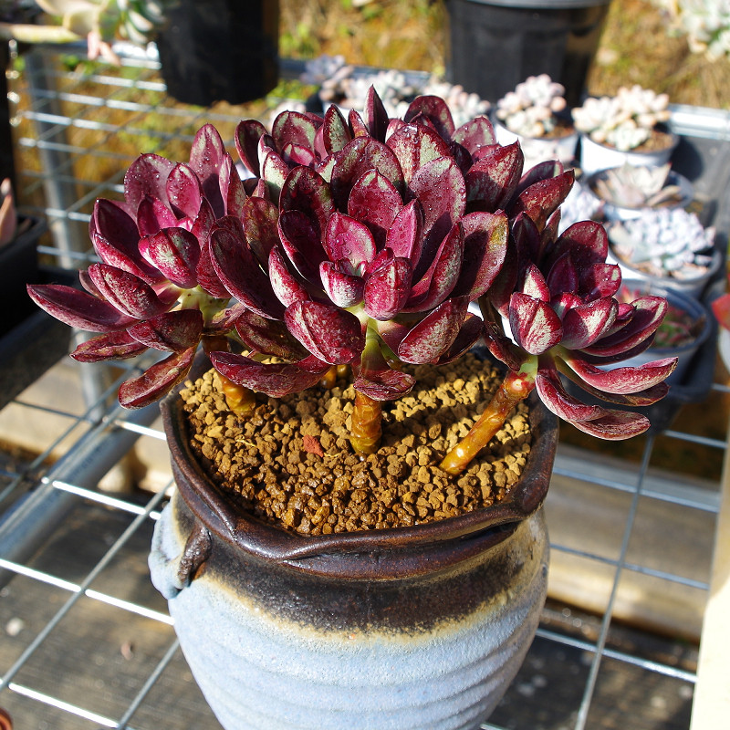 阳台花卉非常容易园艺龙骨不含盆内小多肉绿植红司植y物桌面丸叶