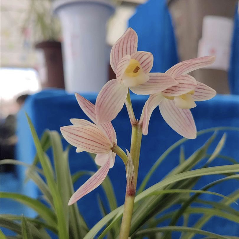 莲瓣兰旭日兰花矮种荷瓣彩素国兰铭品绿植园艺花卉盆栽好养易成活