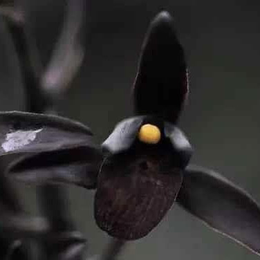 墨兰埃及艳后兰花国兰绿植园艺花卉盆栽好养易活浓香室内紫黑素花