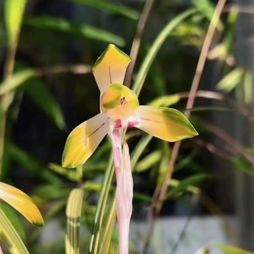 春兰幽玄兰花线艺中透艺国兰铭品老种绿植园艺花卉盆栽包对版好养