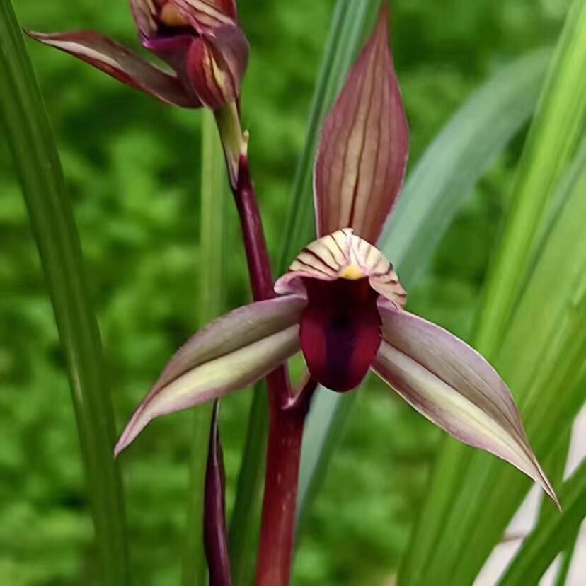 兰花春剑红尊红素柳枫红素雨过天晴国兰铭品老种绿植园艺花卉好养