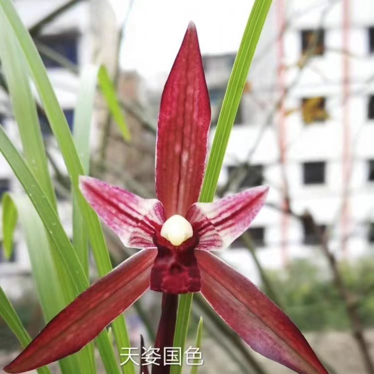 春兰天姿国色兰花铭品传统国兰绿国兰